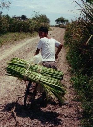 straw-on-bike2.jpg
